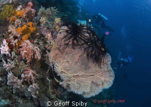 gorgonian fan and divers on the wall by Geoff Spiby 